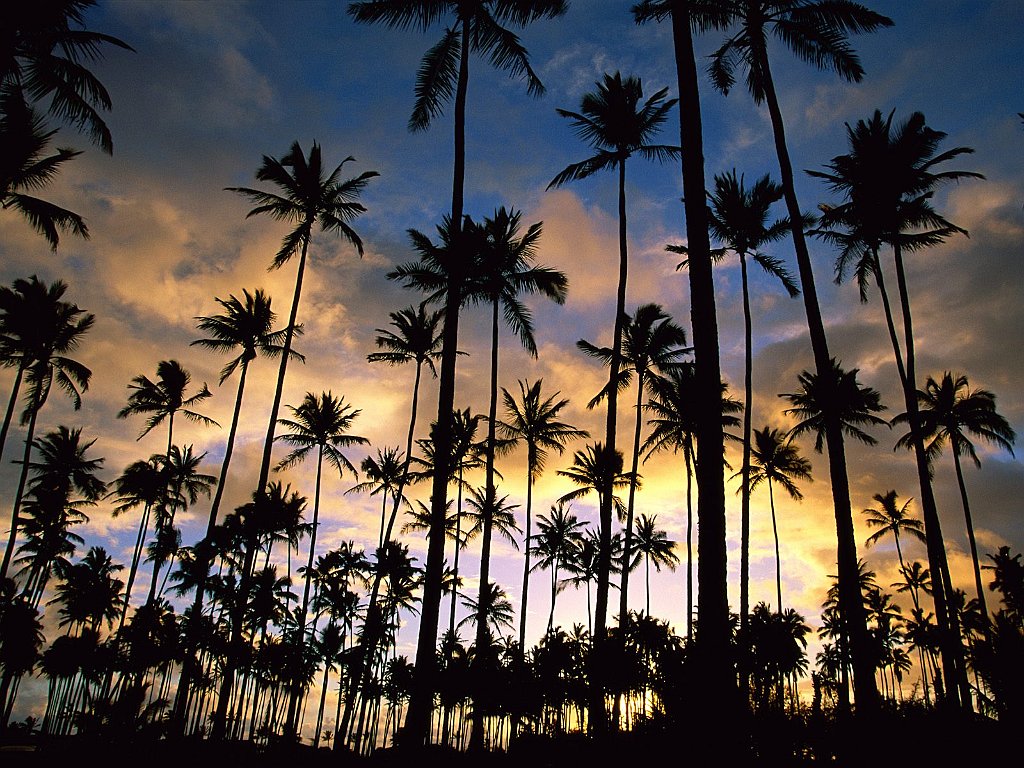 Kauai Palms, Hawaii